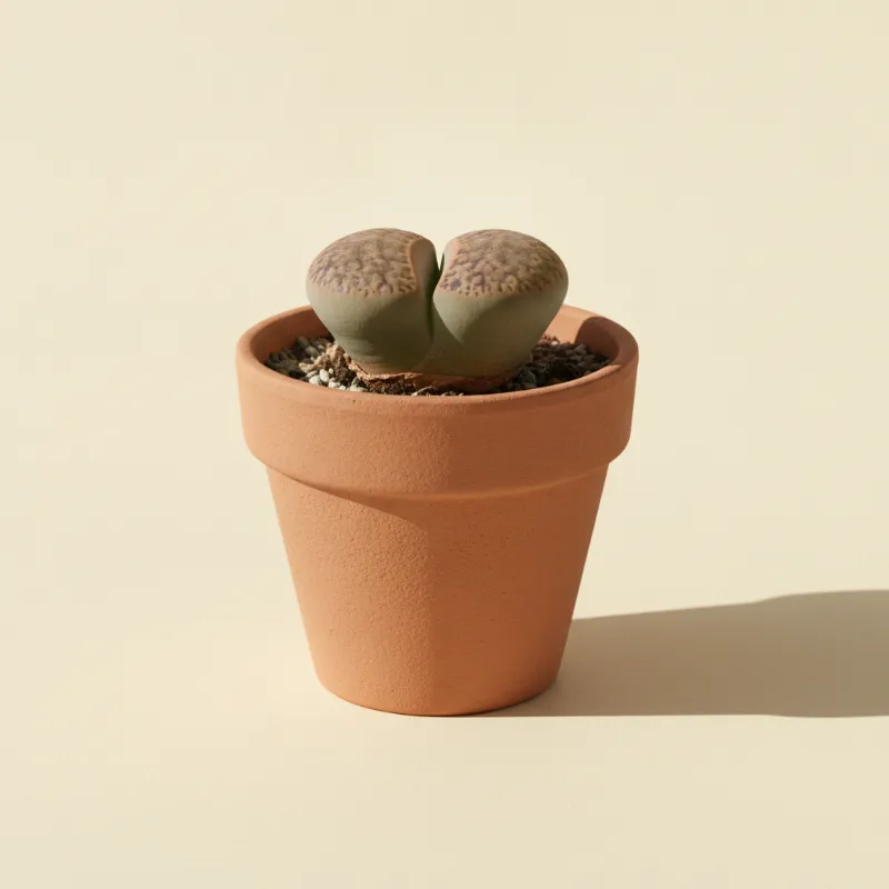 Levende steentjes — Lithops terricolor (illustratie)
