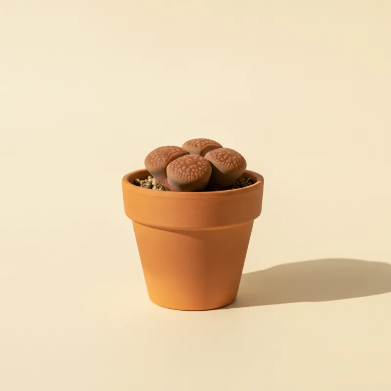 Levende steentjes — Lithops verruculosa (illustratie)