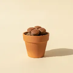 Levende steentjes
