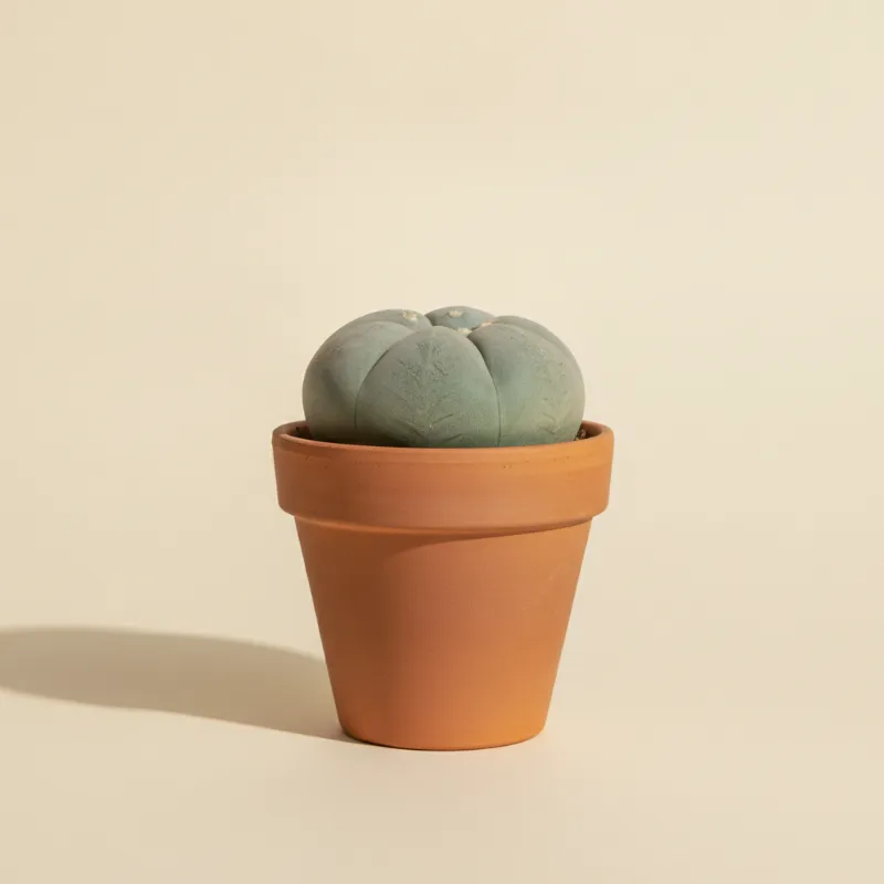 Lophophora diffusa (illustratie)
