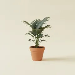 Bergpalm