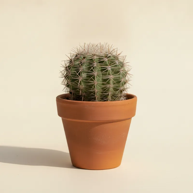 Matucana intertexta (illustratie)