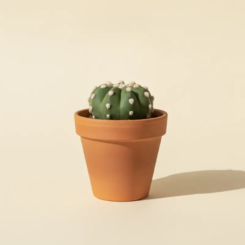 Matucana madisoniorum 'Alba' (illustratie)