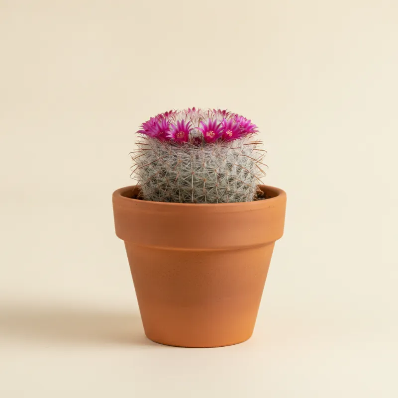 Mammillaria backebergiana (illustratie)