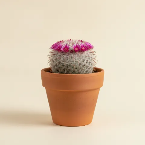 Mammillaria backebergiana