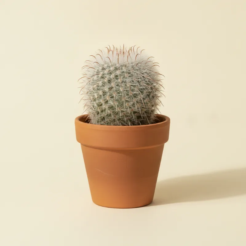 Mammillaria bombycina (illustratie)