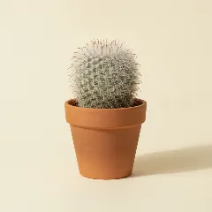Mammillaria bombycina