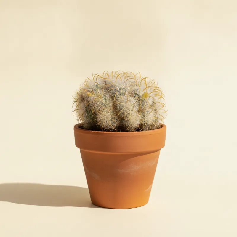 Mammillaria camptotricha (illustratie)