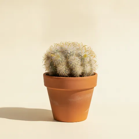 Mammillaria camptotricha