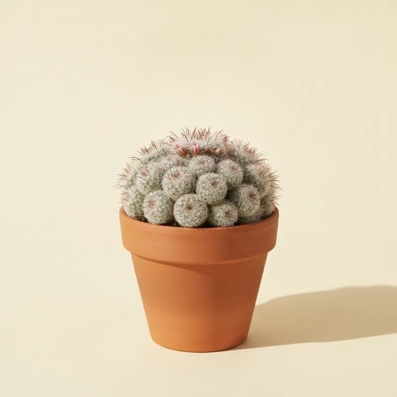 Mammillaria carmenae (illustratie)