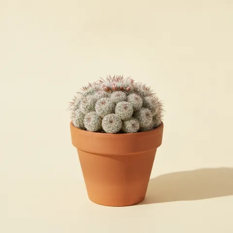 Mammillaria carmenae