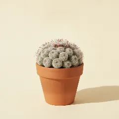 Mammillaria carmenae