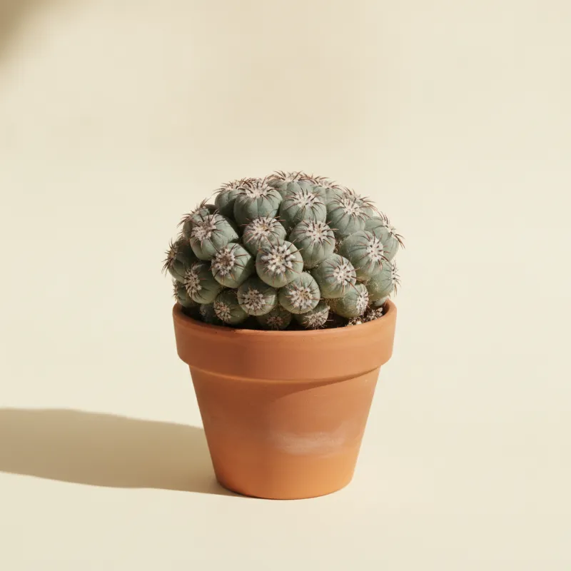 Mammillaria compressa (illustratie)