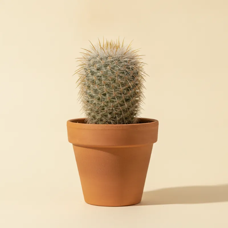 Mammillaria dixanthocentron (illustratie)