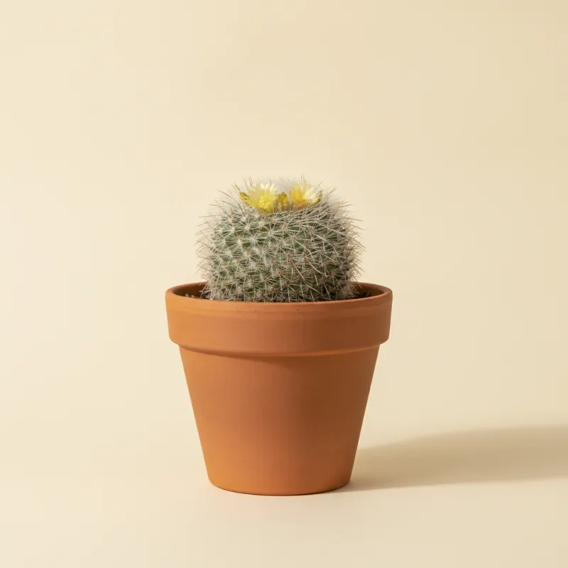 Mammillaria duwei (illustratie)