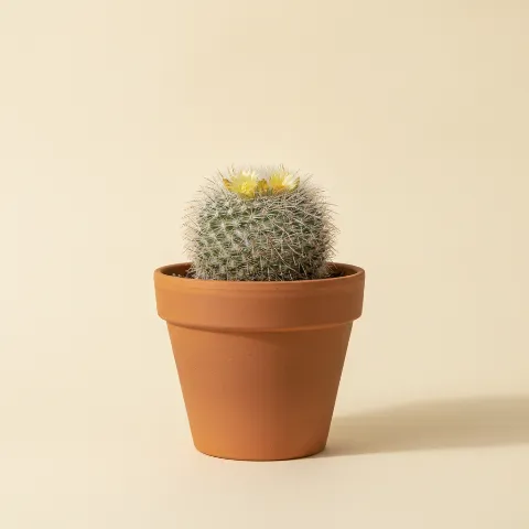 Mammillaria duwei
