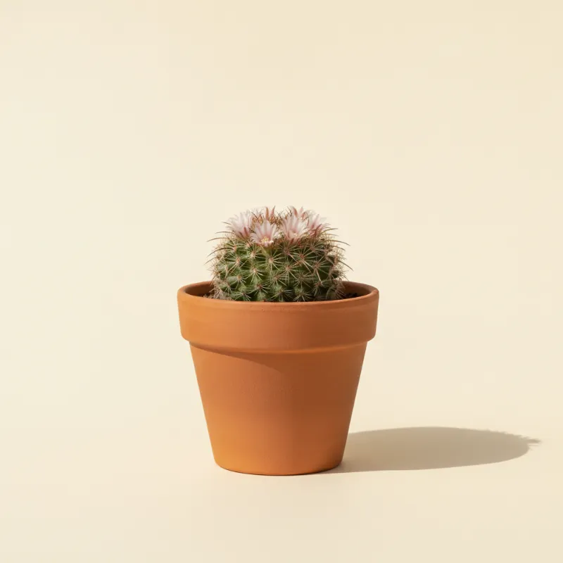 Mammillaria fraileana (illustratie)