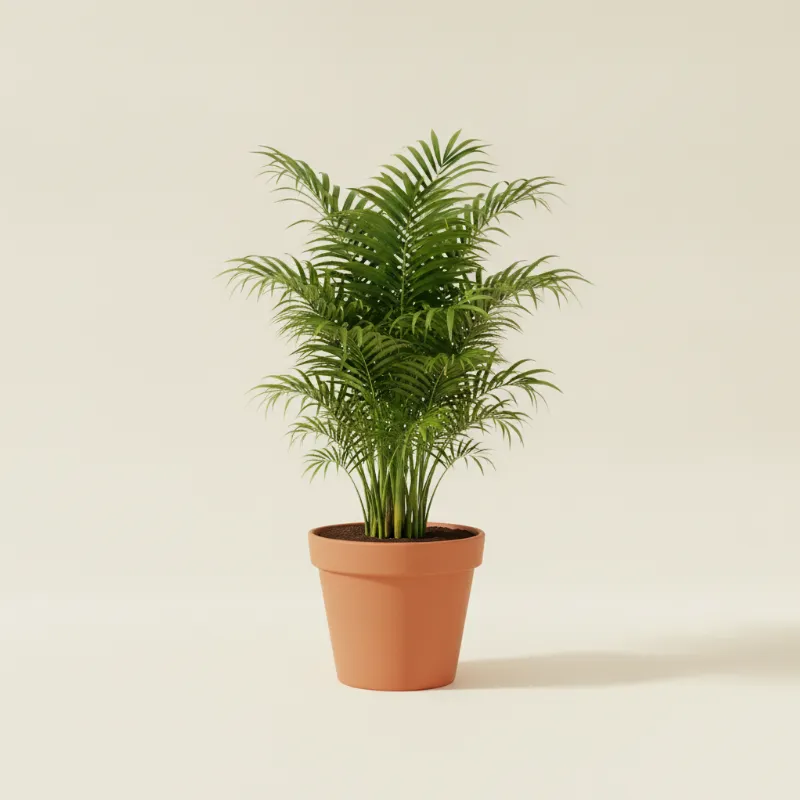 Bergpalm — Chamaedorea seifrizii (illustratie)