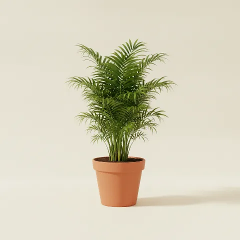 Bergpalm β Chamaedorea seifrizii (illustratie)