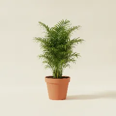 Bergpalm