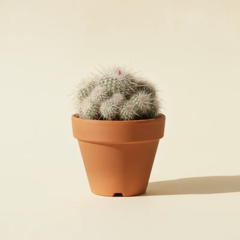 Mammillaria geminispina (illustratie)
