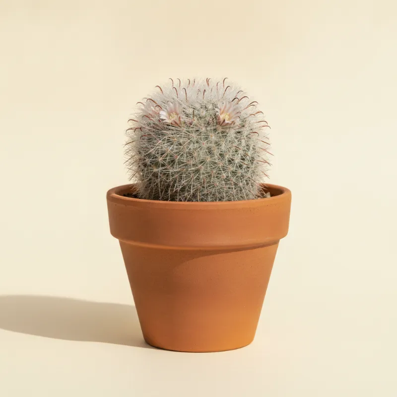 Mammillaria glassii (illustratie)