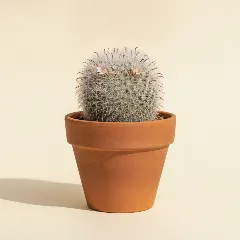 Mammillaria glassii