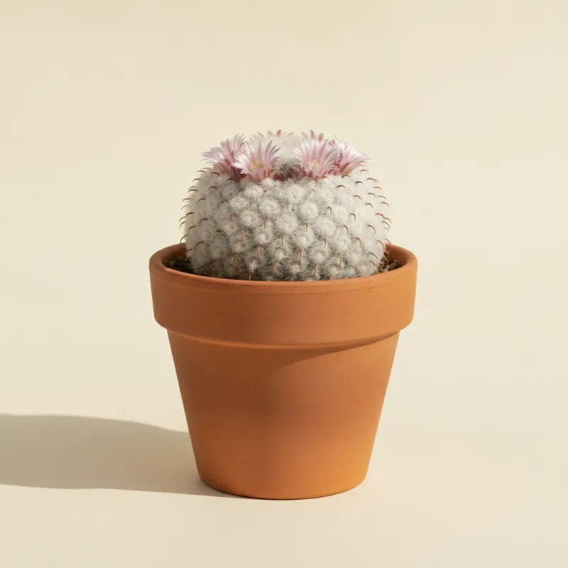 Mammillaria herrerae (illustratie)