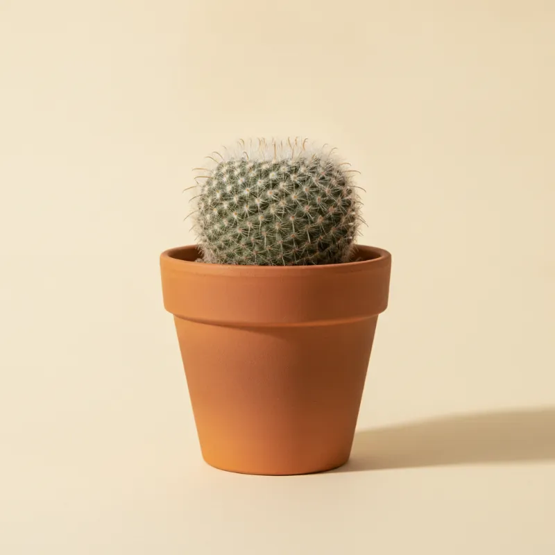 Mammillaria laui (illustratie)