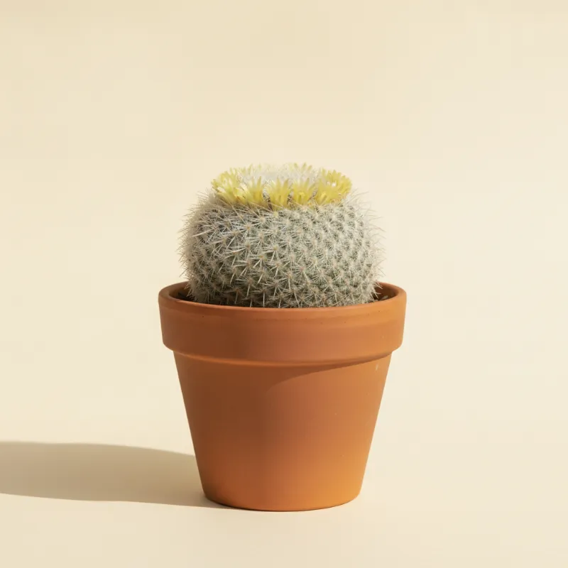 Mammillaria marksiana (illustratie)