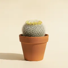 Mammillaria marksiana