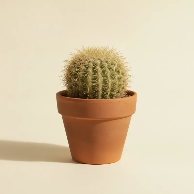 Mammillaria microhelia (illustratie)