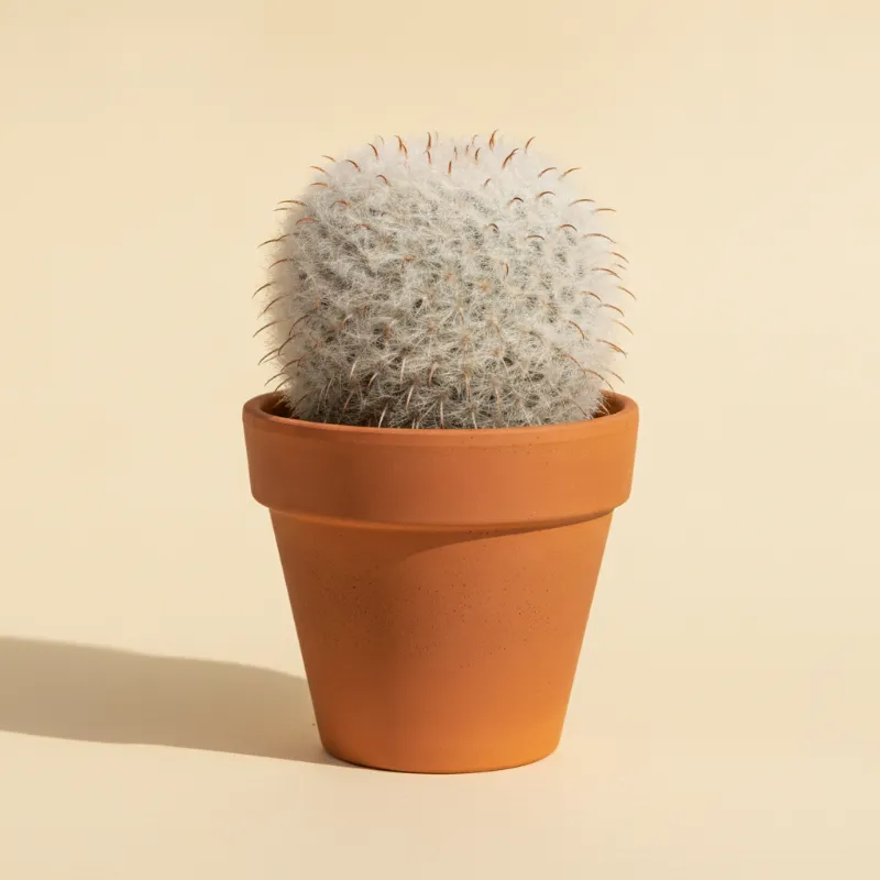 Mammillaria painteri (illustratie)