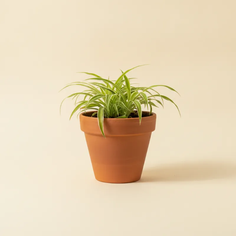 Graslelie — Chlorophytum comosum (illustratie)