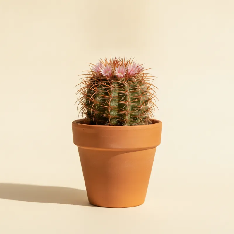 Mammillaria rhodantha (illustratie)