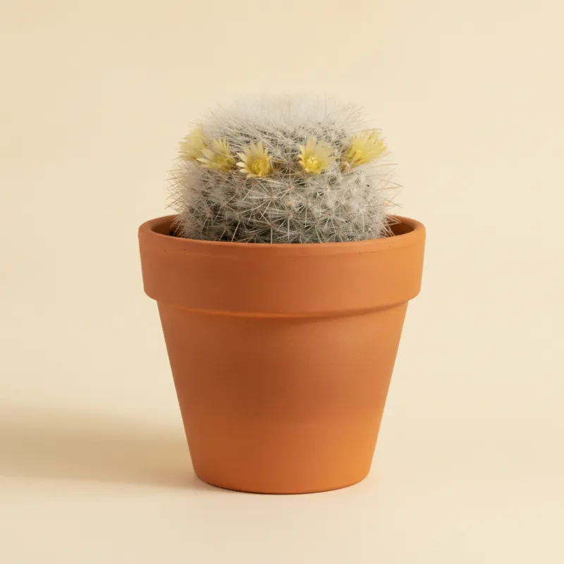 Mammillaria schiedeana (illustratie)
