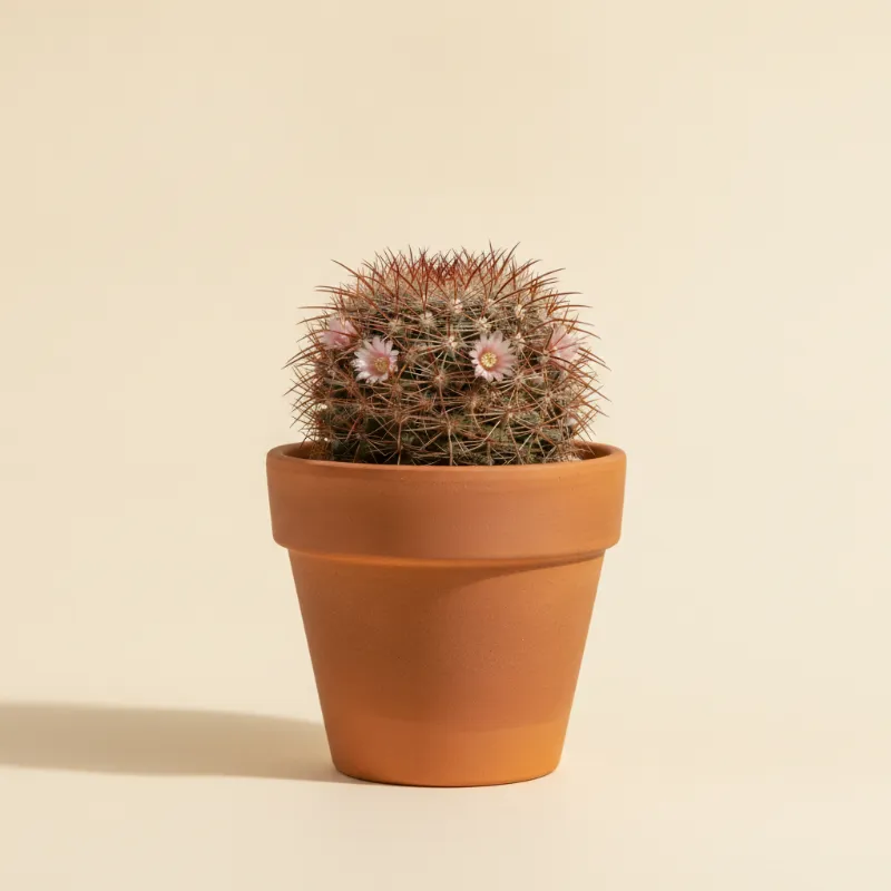 Mammillaria sheldonii (illustratie)