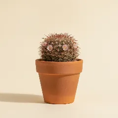 Mammillaria sheldonii