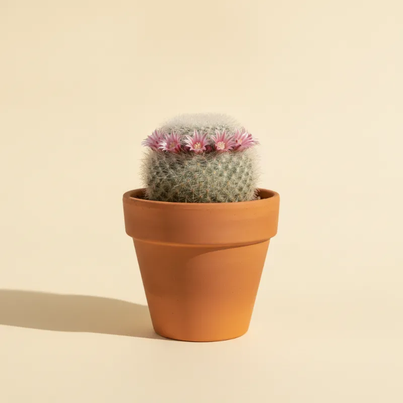 Mammillaria theresae (illustratie)
