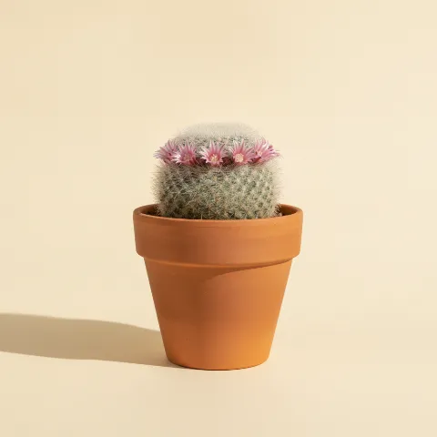 Mammillaria theresae
