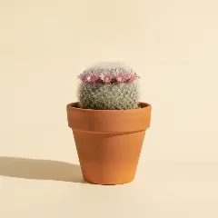 Mammillaria theresae
