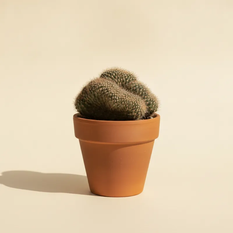 Mammillaria theresae 'Cristata' (illustratie)