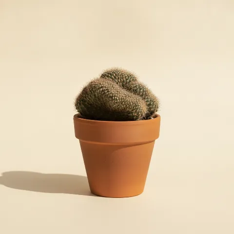 Mammillaria theresae 'Cristata'
