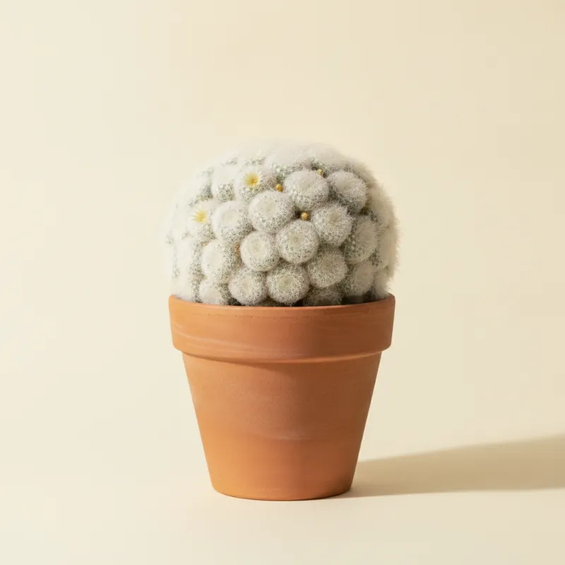 Mammillaria wildii (illustratie)