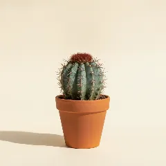 Melocactus azureus