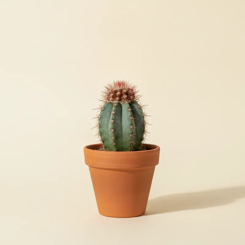 Melocactus bahiensis (illustratie)