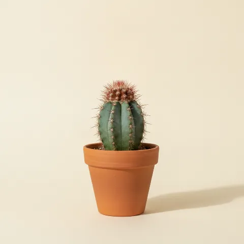 Melocactus bahiensis