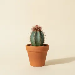 Melocactus bahiensis