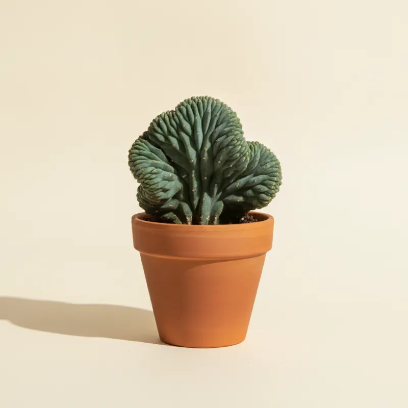 Myrtillocactus geometrizans 'Elite Crested' (illustratie)