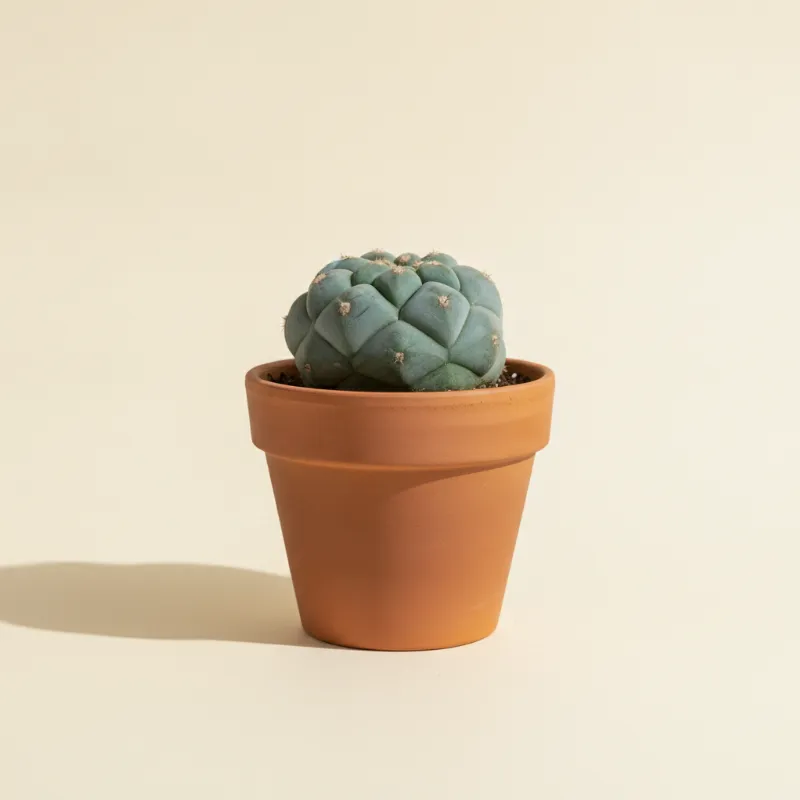 Obregonia denegrii (illustratie)